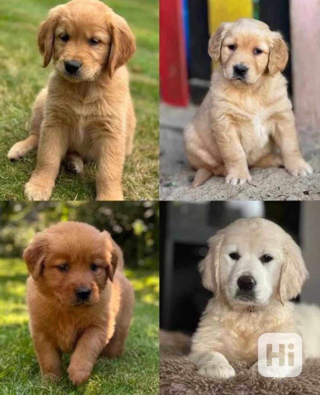 Štěňata zlatého retrívra připravena k odstěhování - foto 1