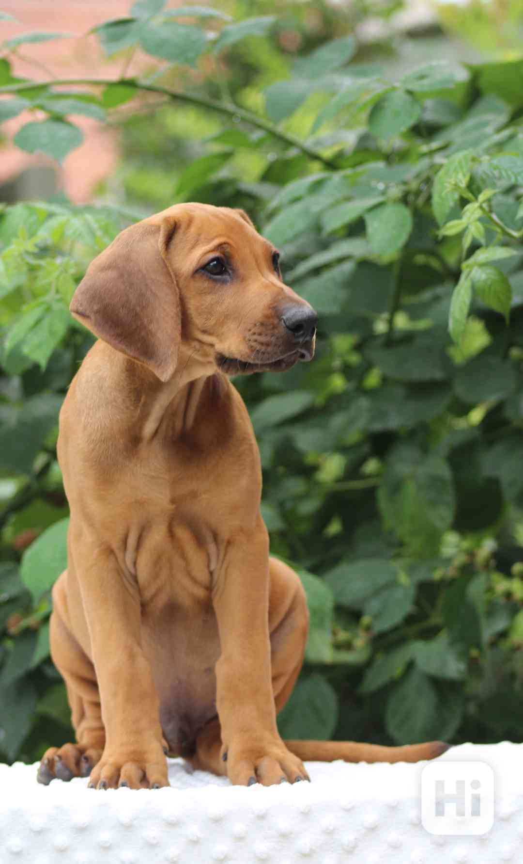Rhodéský ridgeback s PP - foto 1