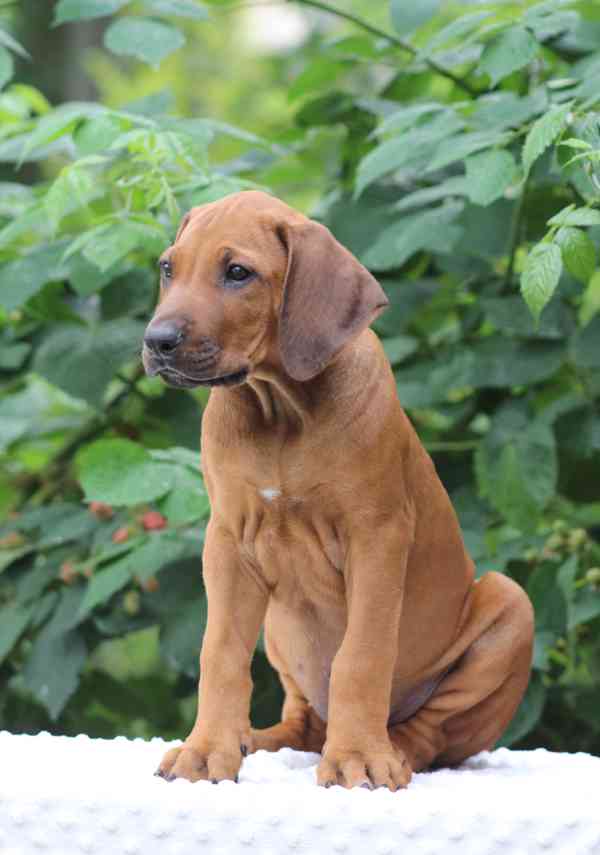 Rhodéský ridgeback s PP - foto 4