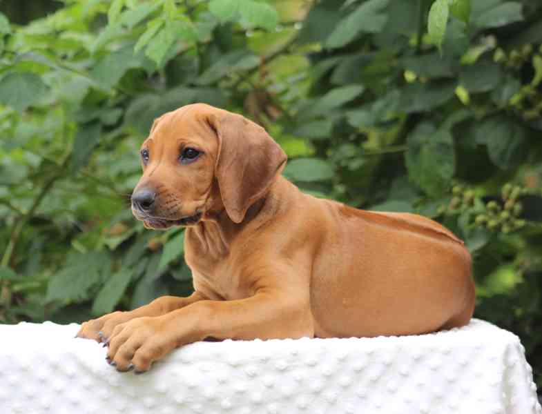 Rhodéský ridgeback s PP - foto 2