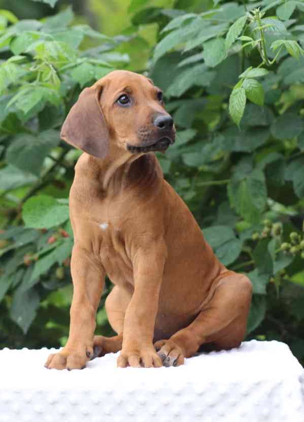 Rhodéský ridgeback s PP - foto 3