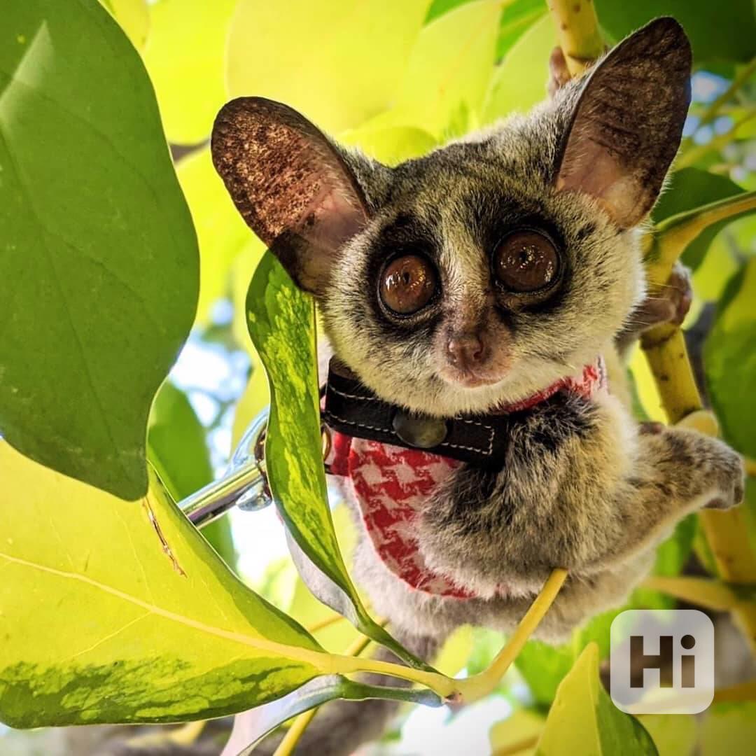 buše k adopci - foto 1