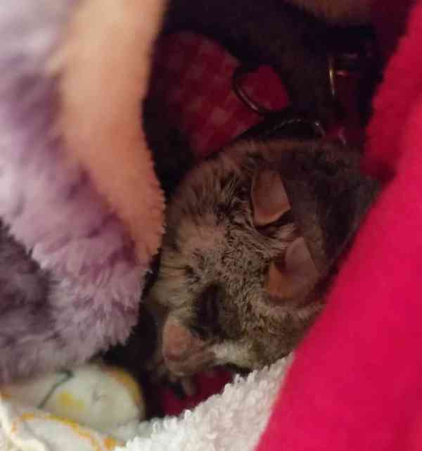 buše k adopci - foto 2