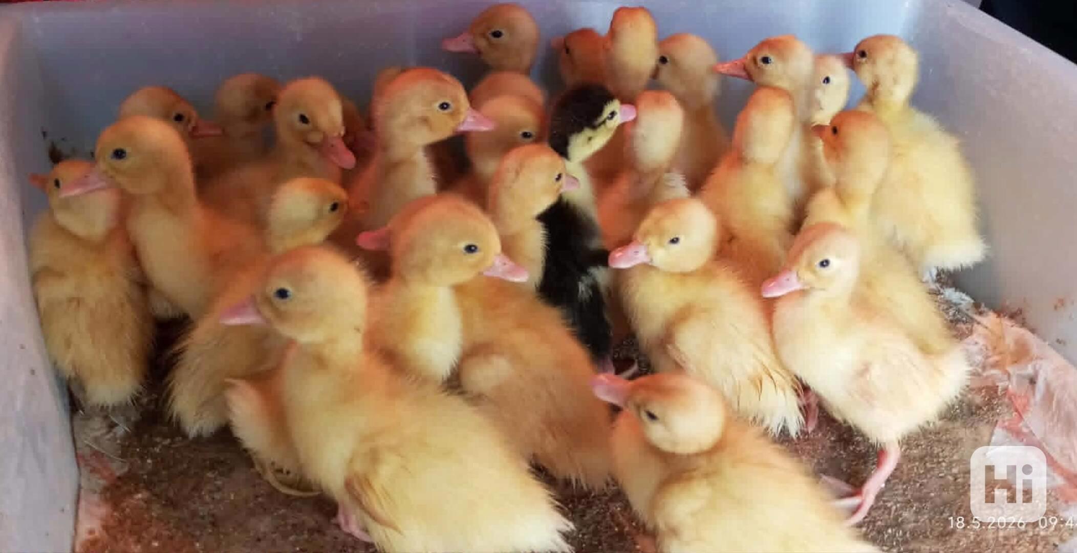 🦆 Prodej KACHŇAT 🦆 - foto 1