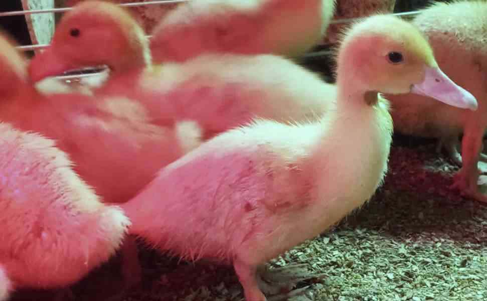 🦆 Prodej KACHŇAT 🦆 - foto 3