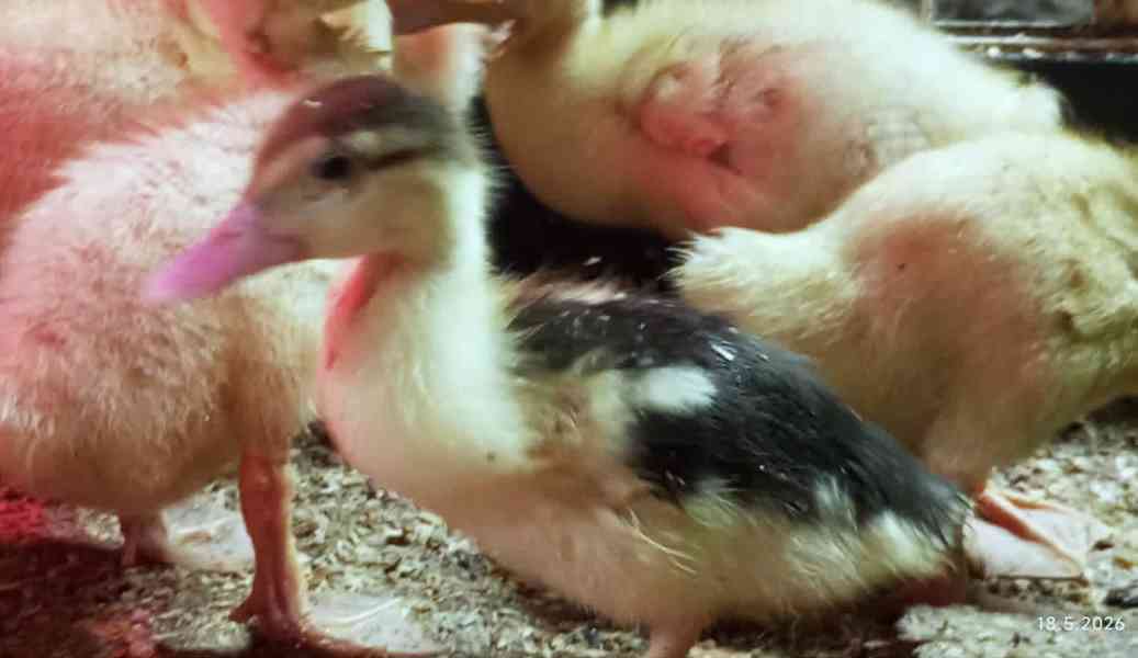 🦆 Prodej KACHŇAT 🦆 - foto 2