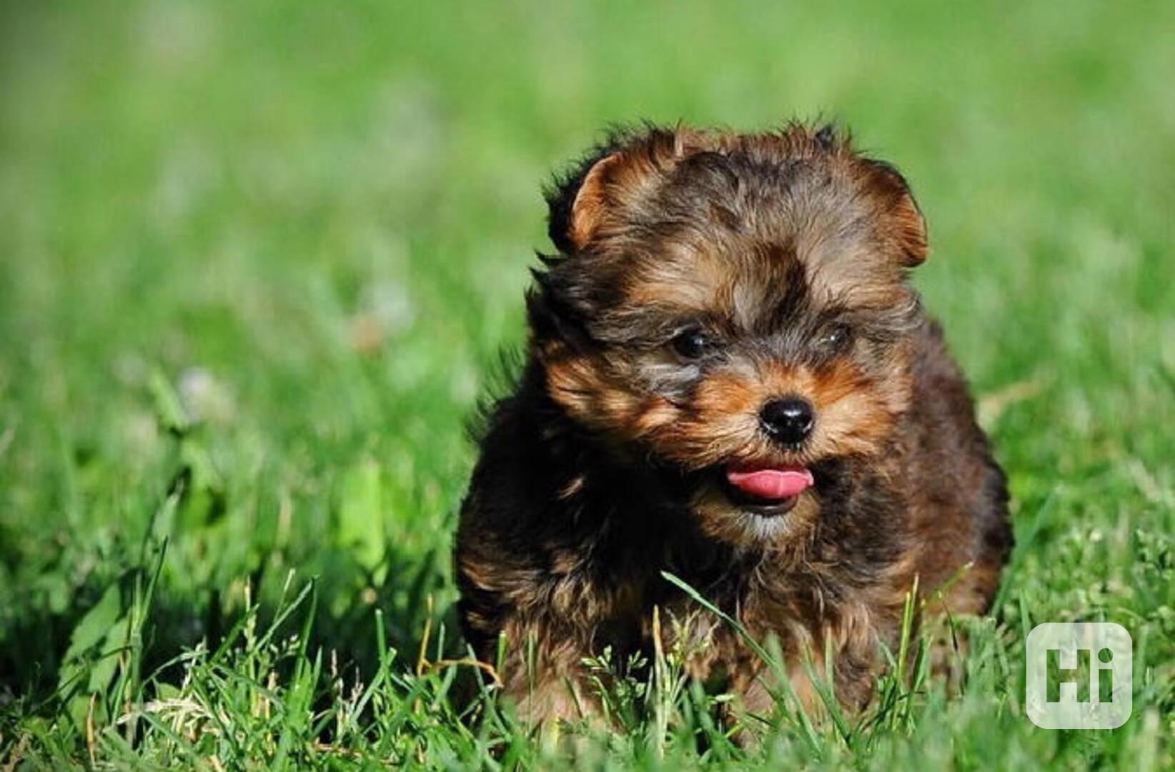 Štěně yorkshirského teriéra - foto 1