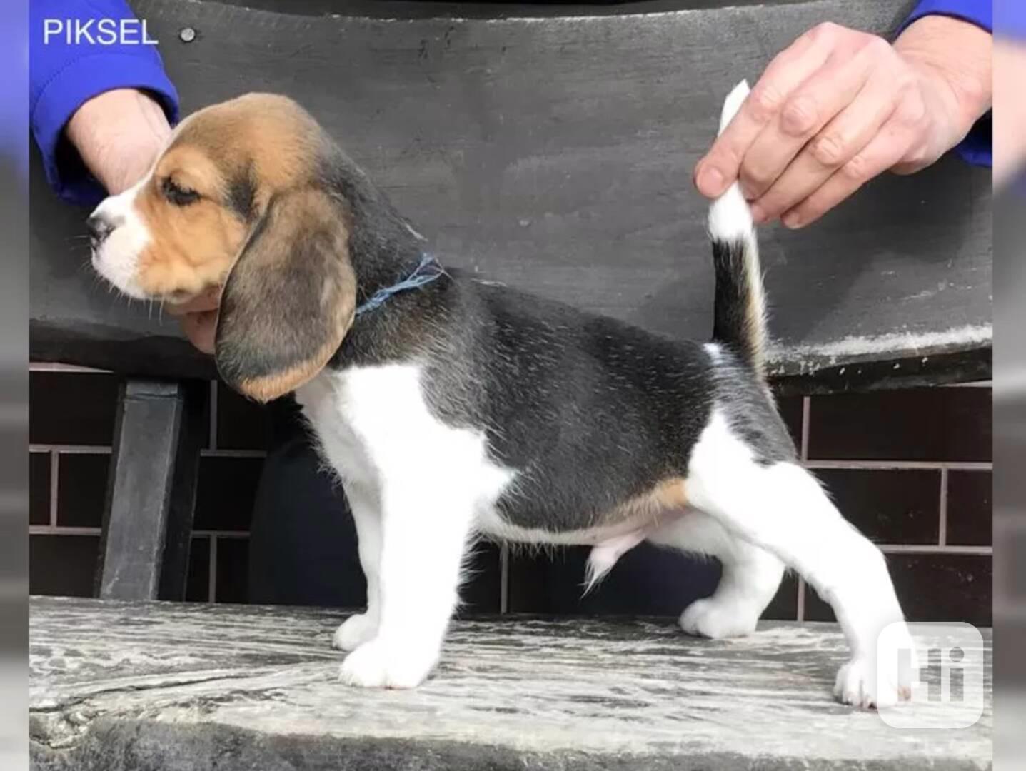 Bígl štěňátka s PP - foto 1