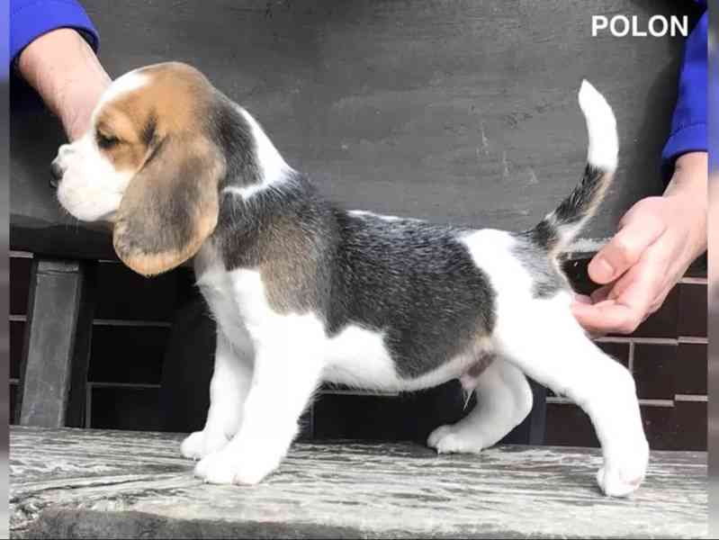 Bígl štěňátka s PP - foto 3