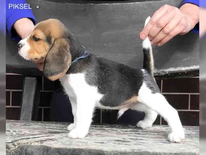 Bígl štěňátka s PP - foto 1