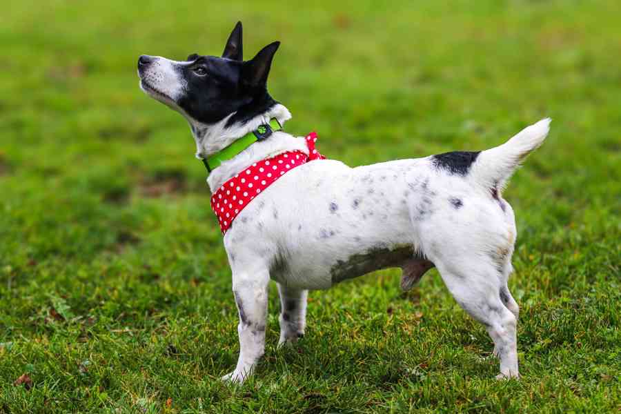 BÉĎA - Jack Russell teriér 6 kg, kastrovaný 9 let - foto 3