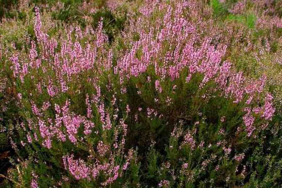 Prodej Vřesové Květy (Heather Flowers) ve velkém od výrobce  - foto 4