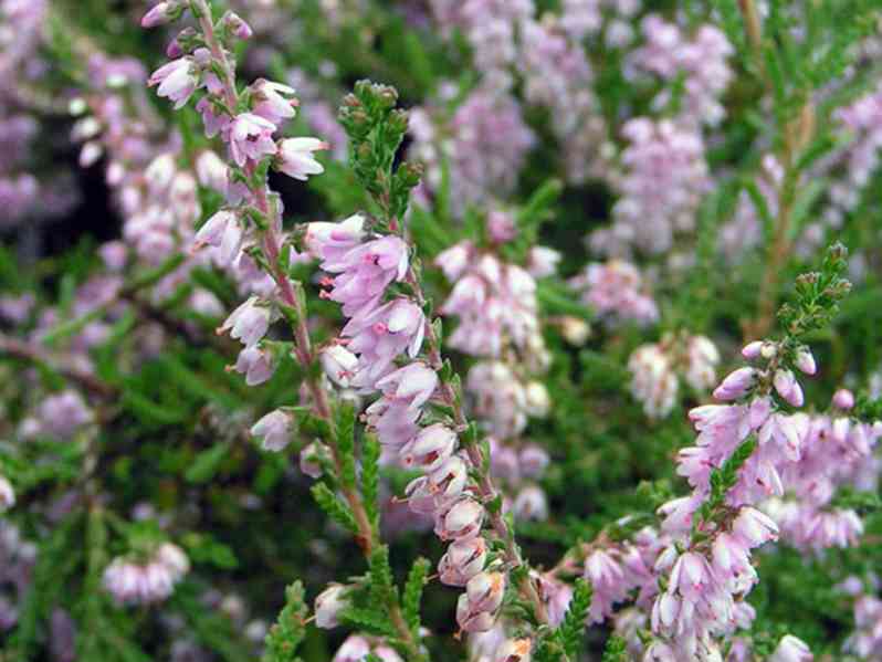 Prodej Vřesové Květy (Heather Flowers) ve velkém od výrobce  - foto 3