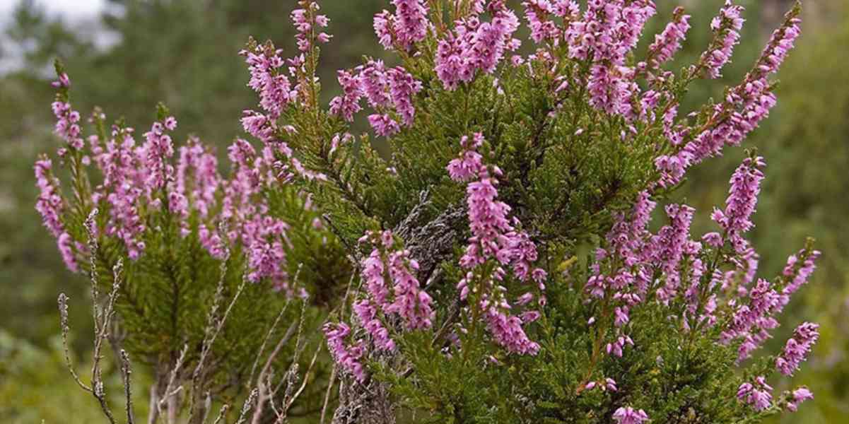 Prodej Vřesové Květy (Heather Flowers) ve velkém od výrobce  - foto 2