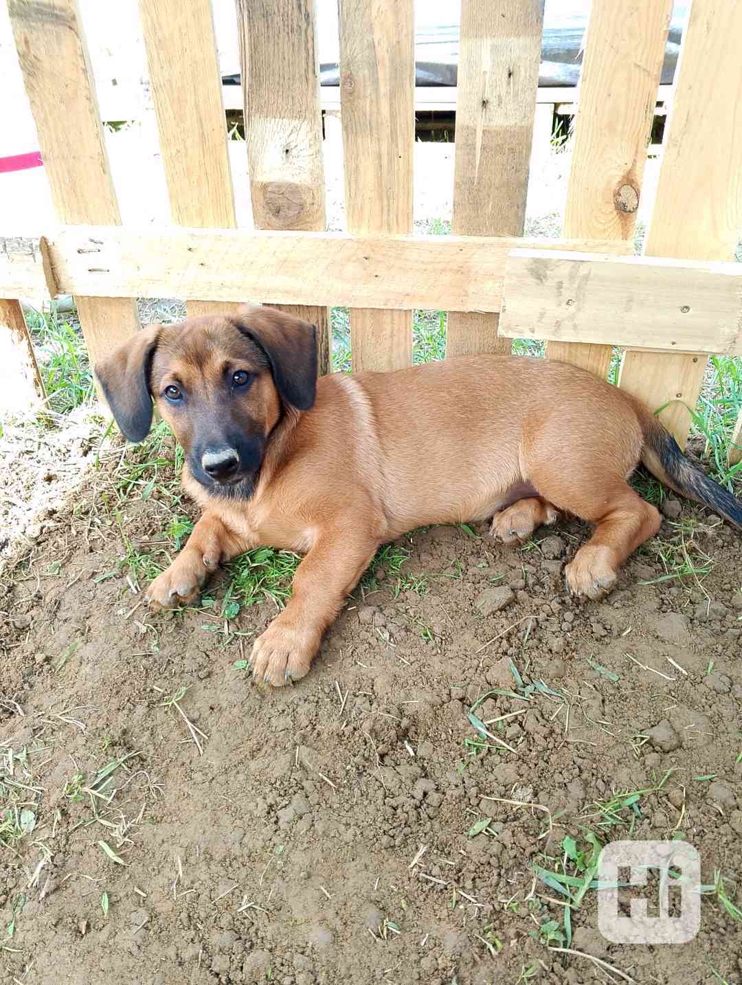 Prodám štěně jezevčíka  - foto 1