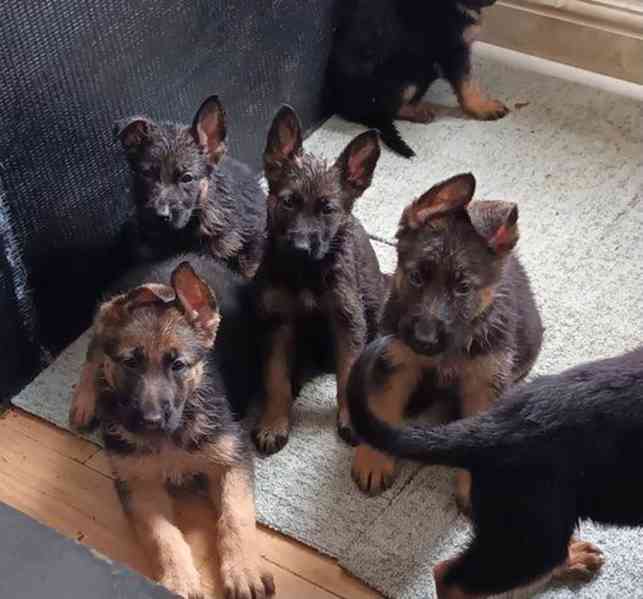 K dispozici štěňata německého ovčáka - foto 2