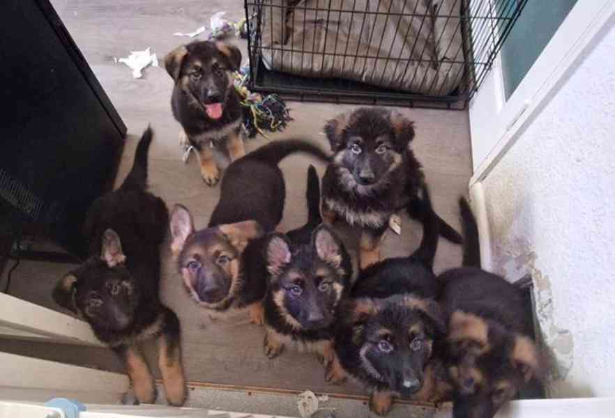 K dispozici štěňata německého ovčáka - foto 1