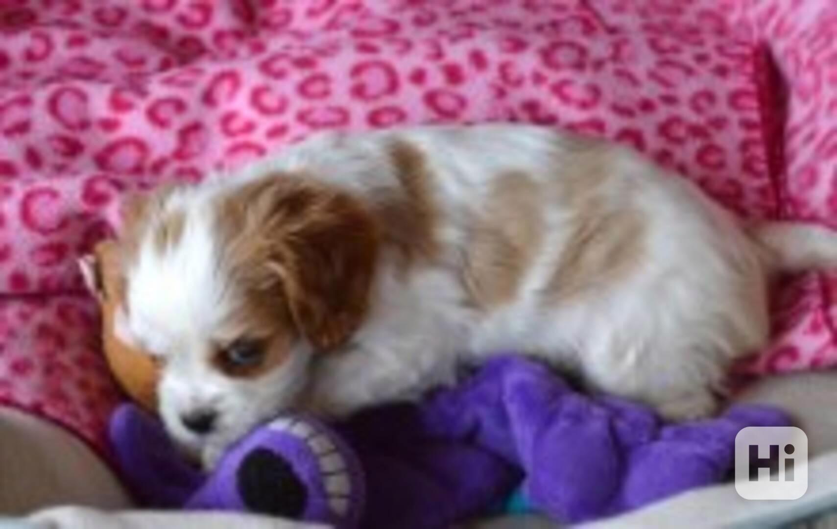 Kavalírský king Charles španěl KC. - foto 1