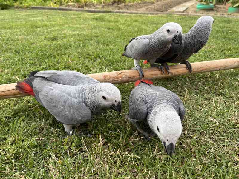 Letošní ručně dokrmená mláďata Žako kongo - foto 3