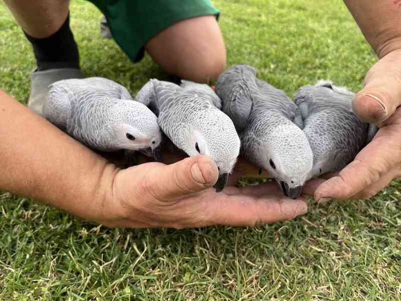 Letošní ručně dokrmená mláďata Žako kongo - foto 2