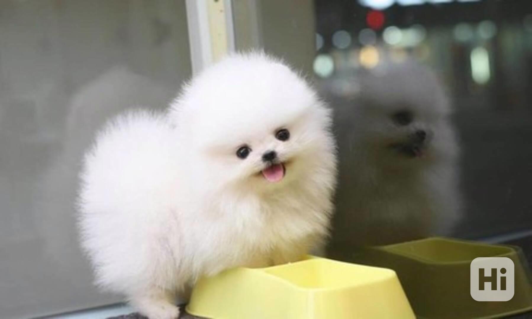 2 krásná, bílá štěňata pomeraniana hledají dobrý domov. Jsou - foto 1