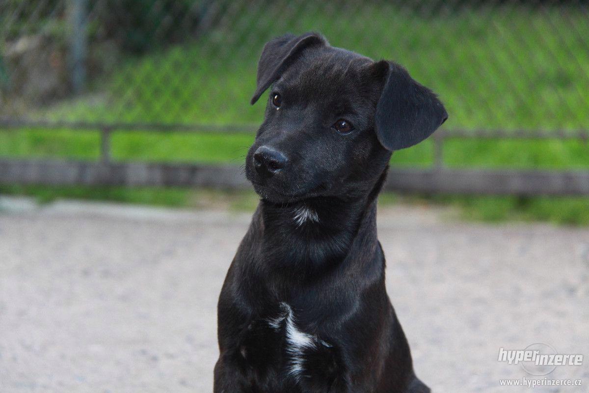 Patterdale teriér - štěňata s PP - foto 1