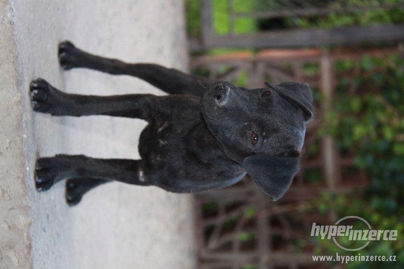 Patterdale teriér - štěňata s PP - foto 2