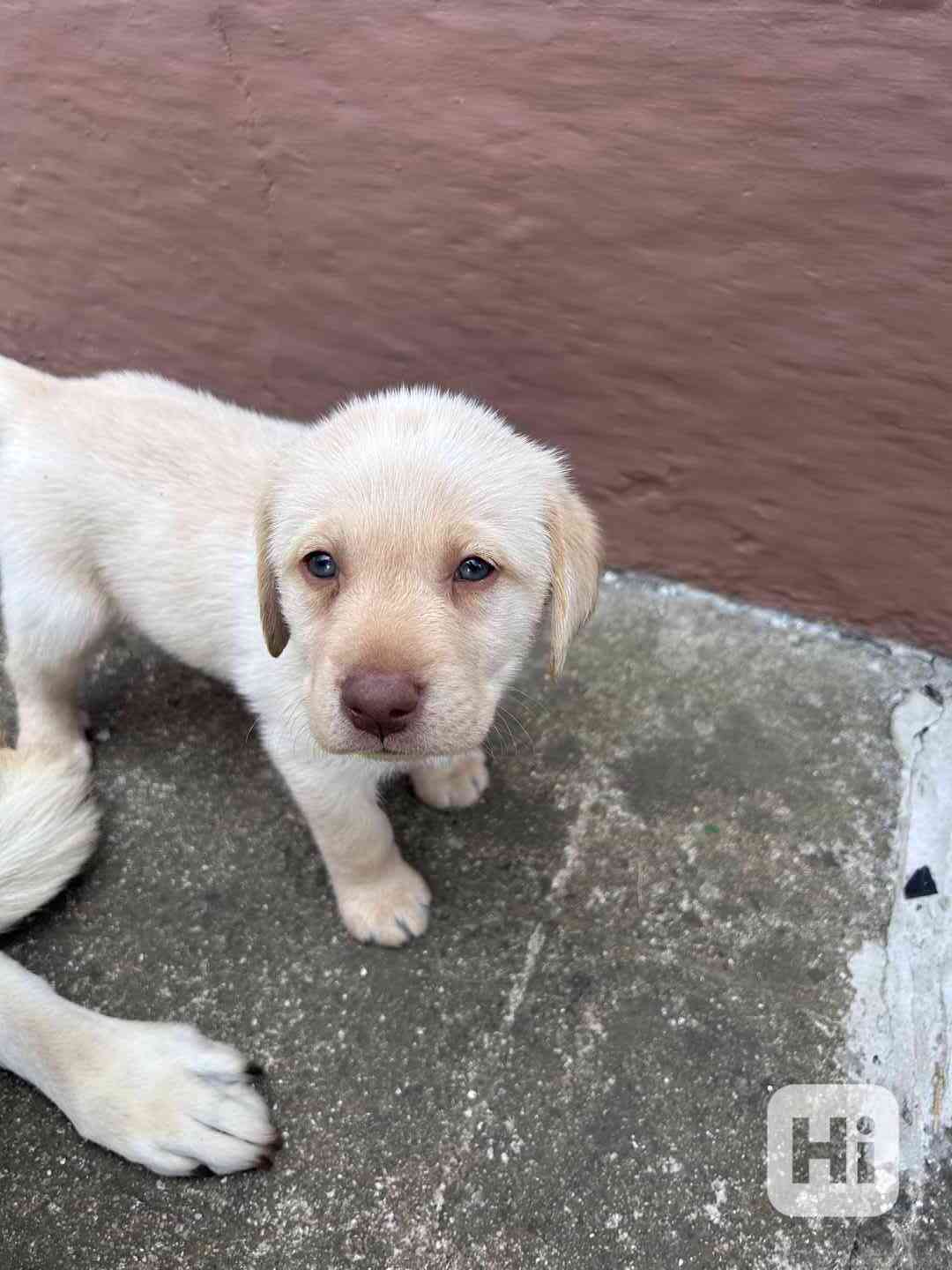 Labradorský retrívr  - foto 1