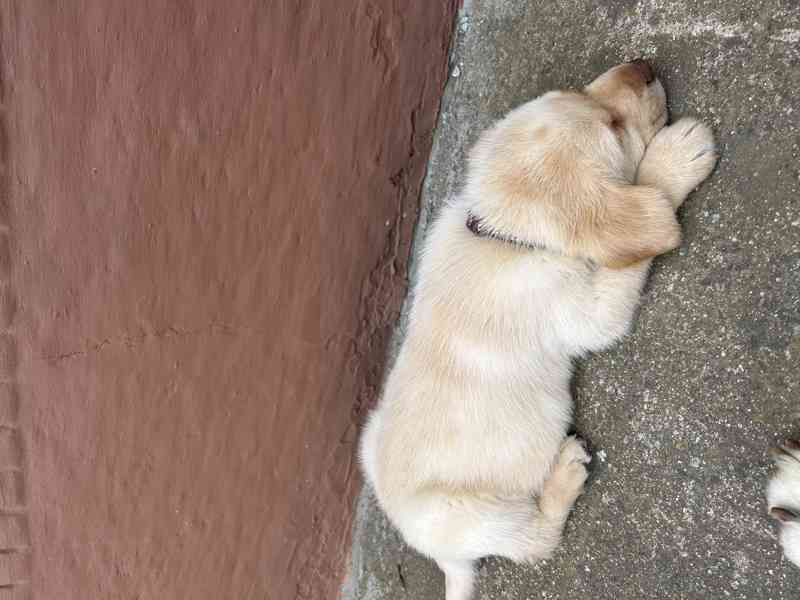 Labradorský retrívr  - foto 2