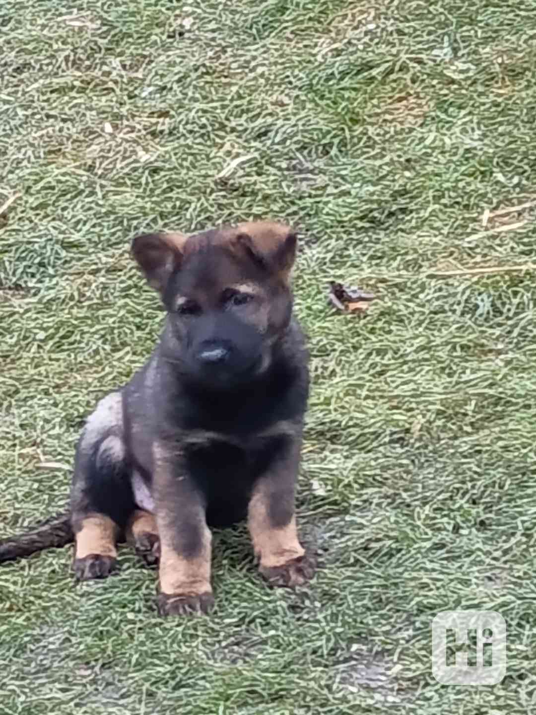 něm.ovčáka - foto 1