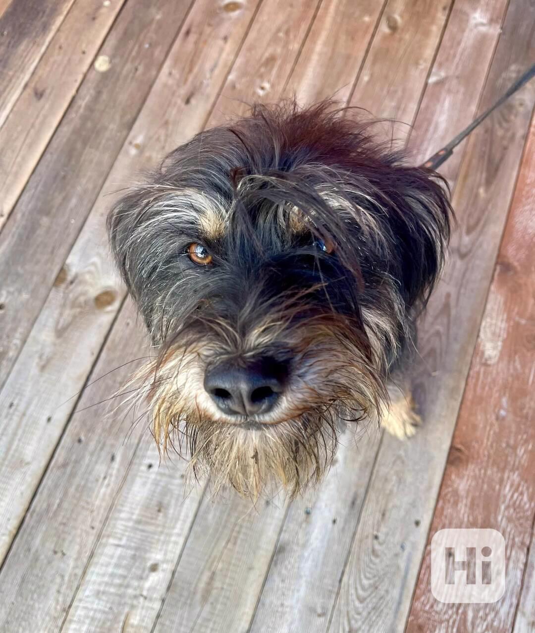 JULINKA - fenečka 9 měsíců  - foto 1