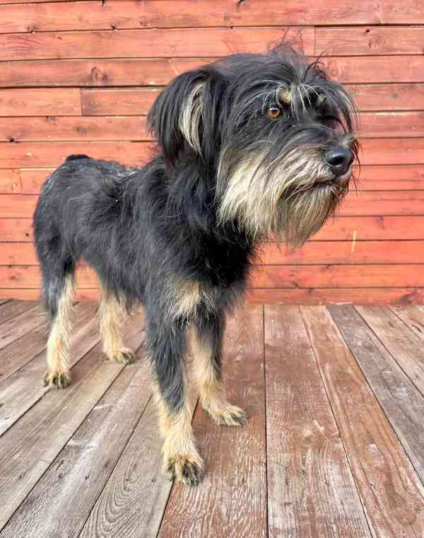 JULINKA - fenečka 9 měsíců  - foto 3