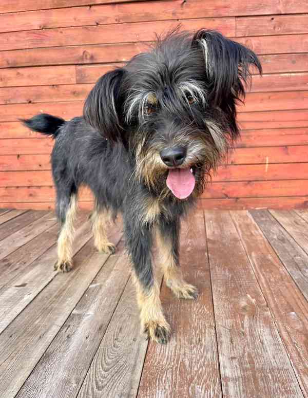 JULINKA - fenečka 9 měsíců  - foto 2