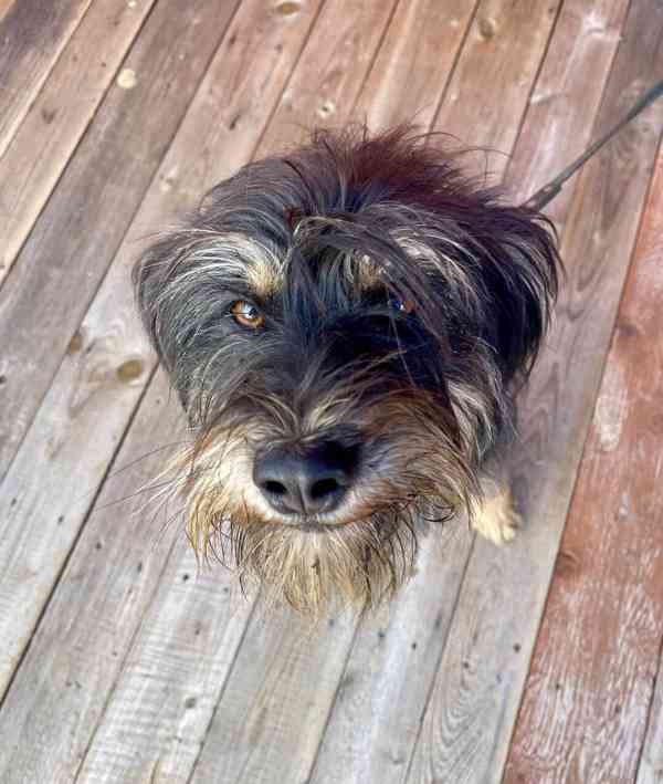 JULINKA - fenečka 9 měsíců  - foto 1