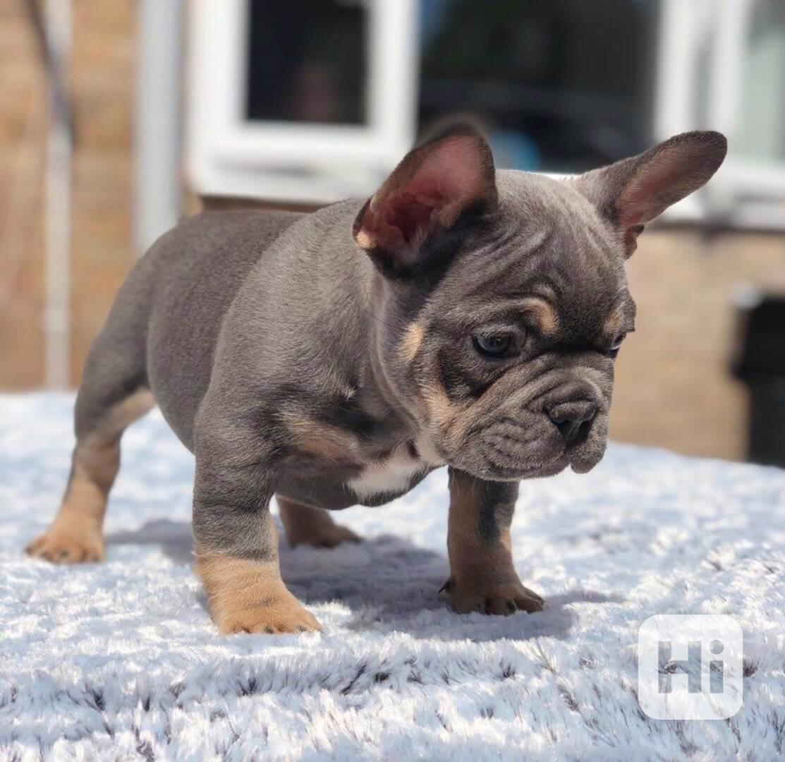 Pěkná štěňata francouzského buldočka - foto 1