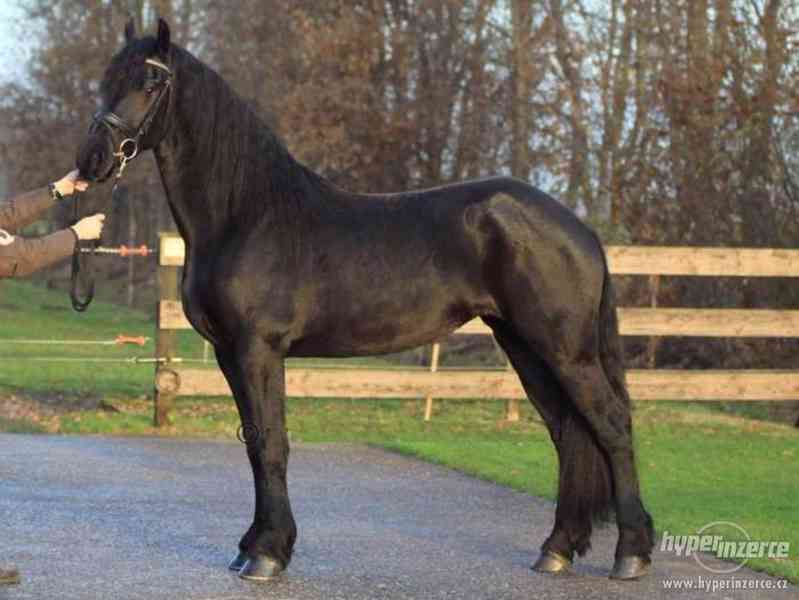 Kůň plešatý fríský kůň na prodej - foto 2