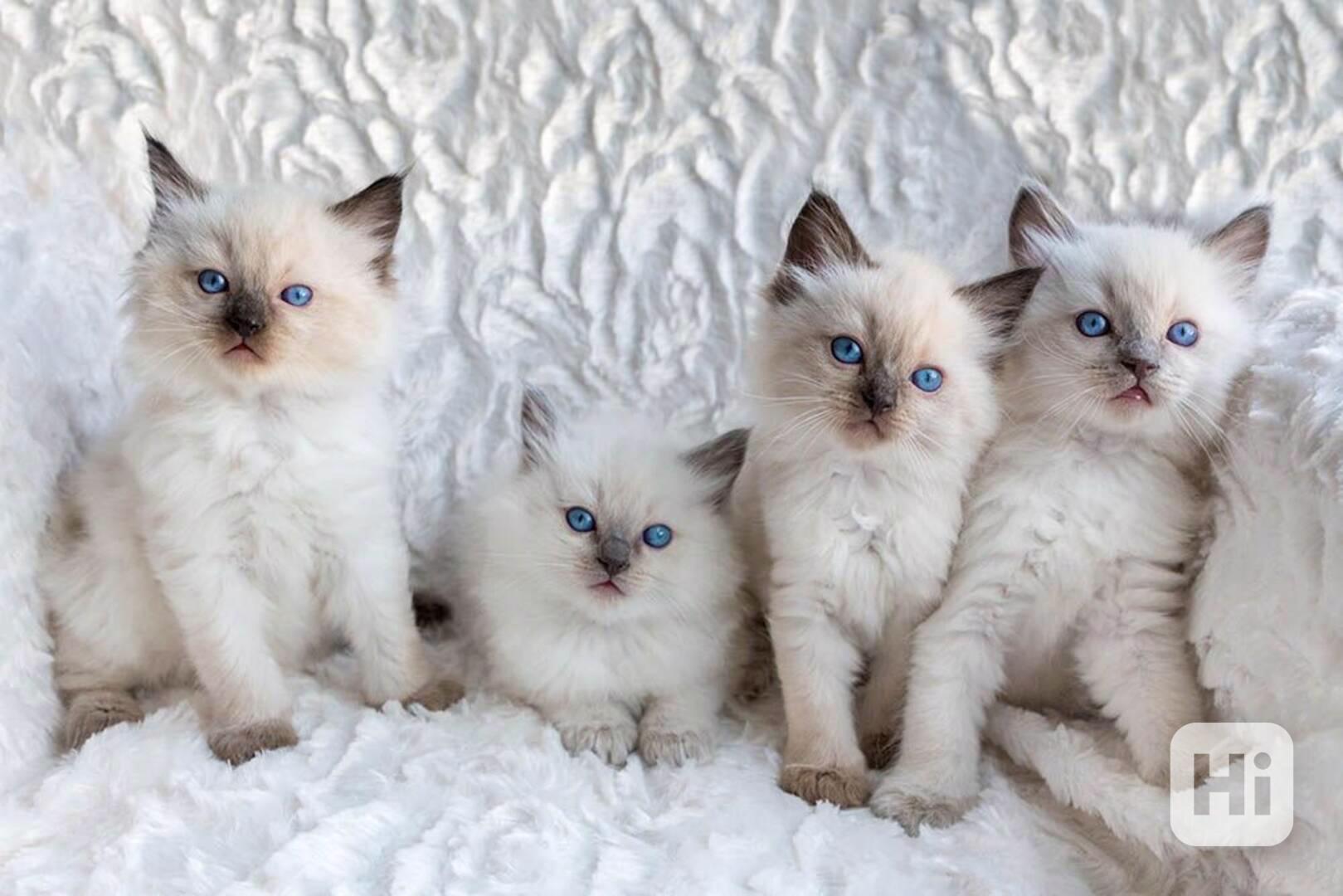 Koťata plemene Ragdoll na prodej - foto 1