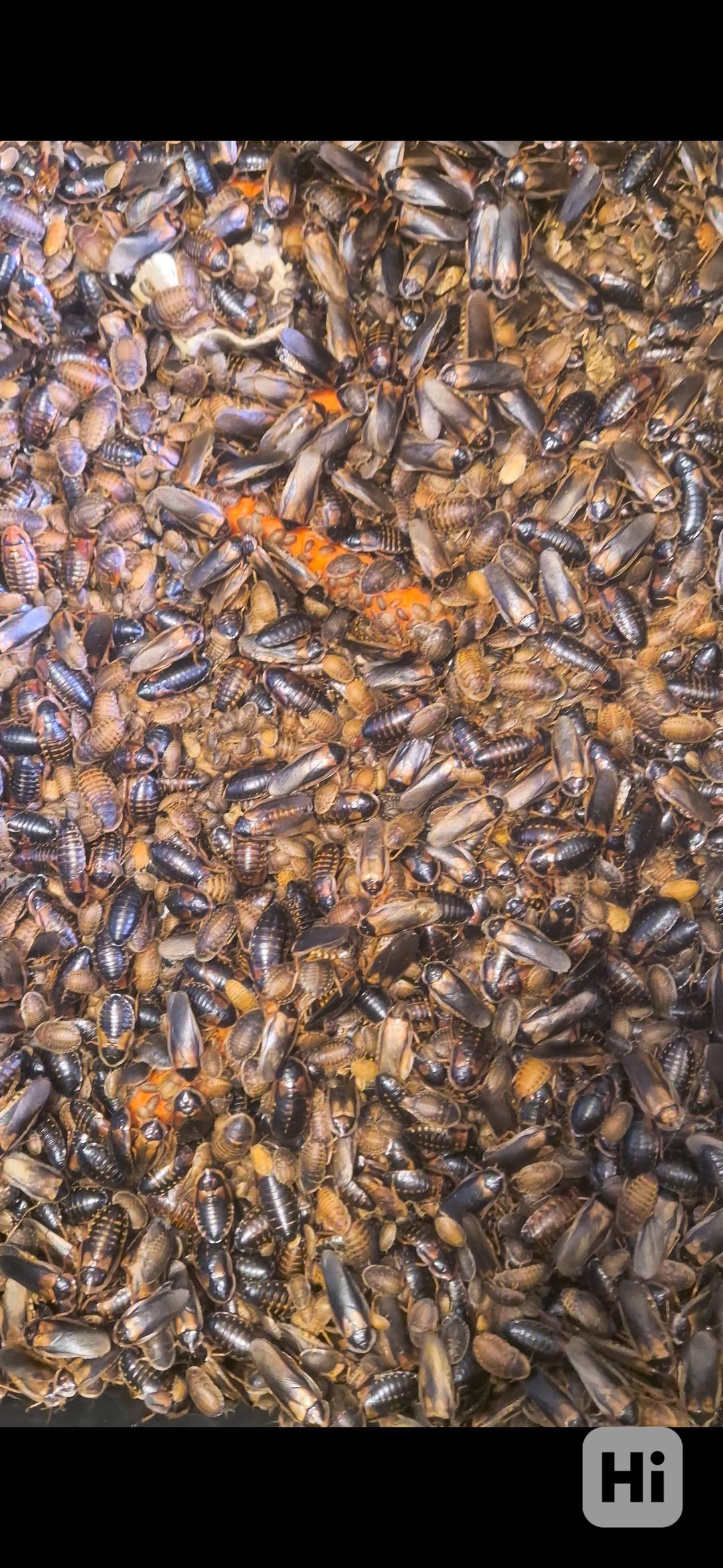 Šváb Argentýnský - foto 1