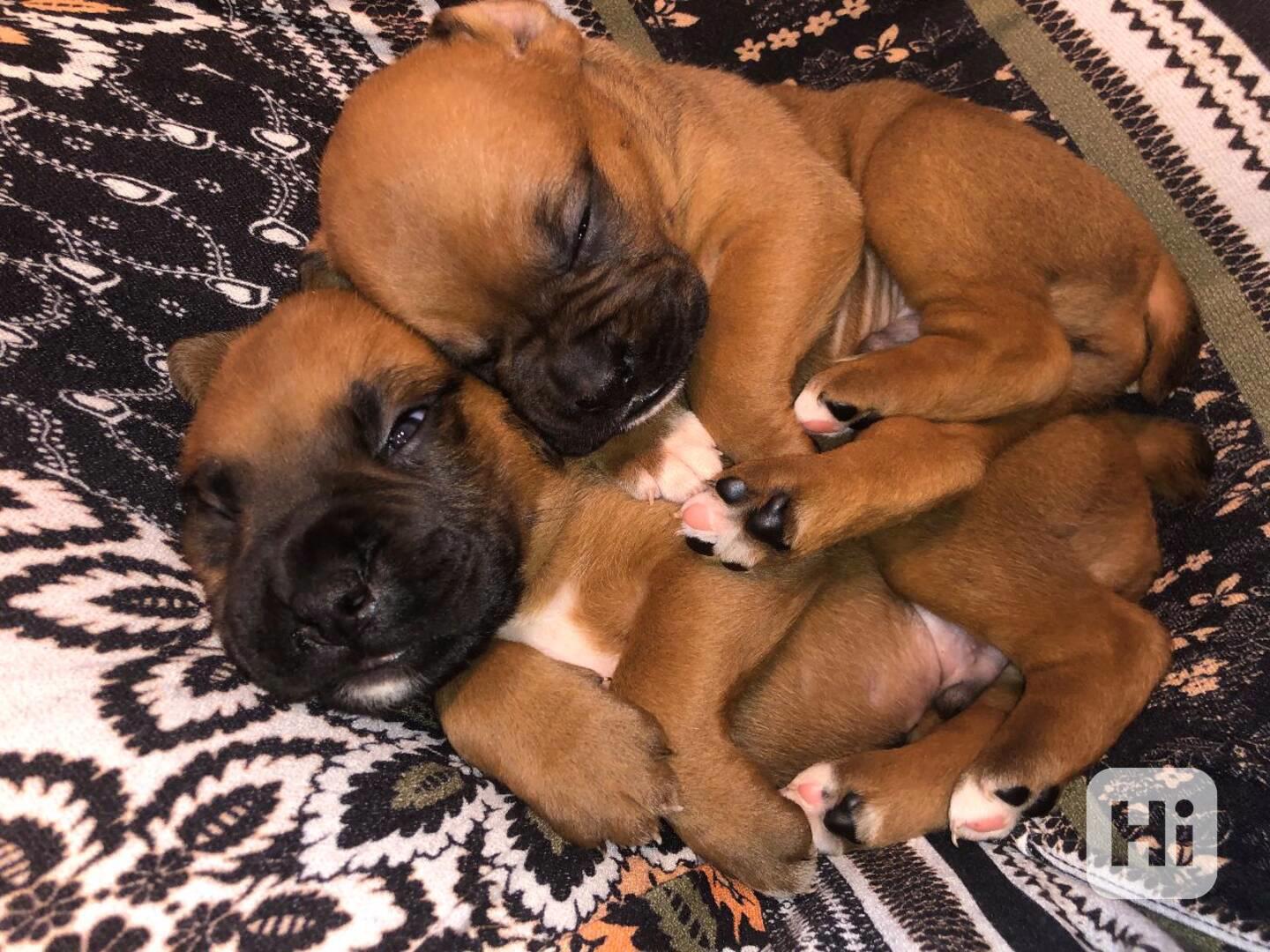 Štěňata boxera - foto 1