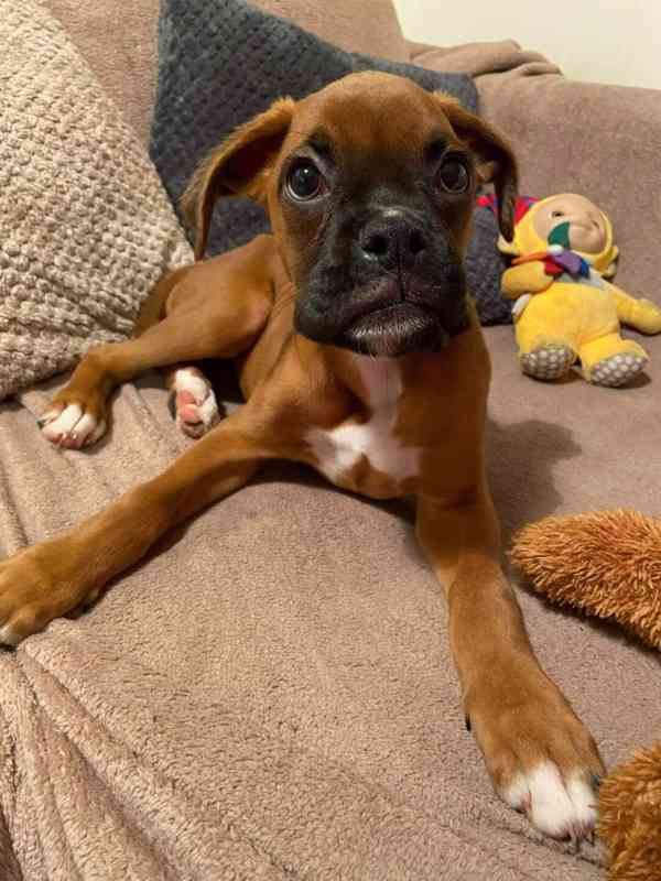 Štěňata boxera - foto 5