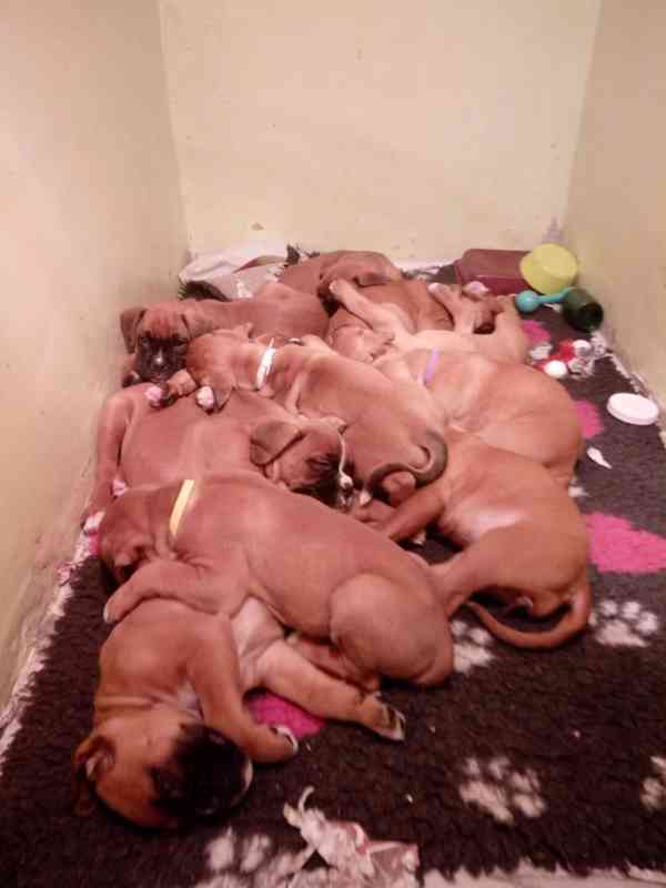 Štěňata boxera - foto 2