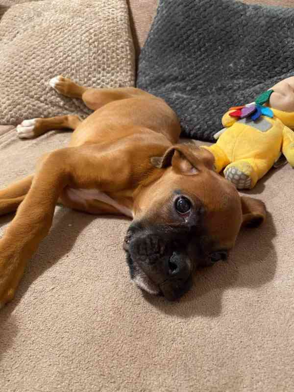 Štěňata boxera - foto 6