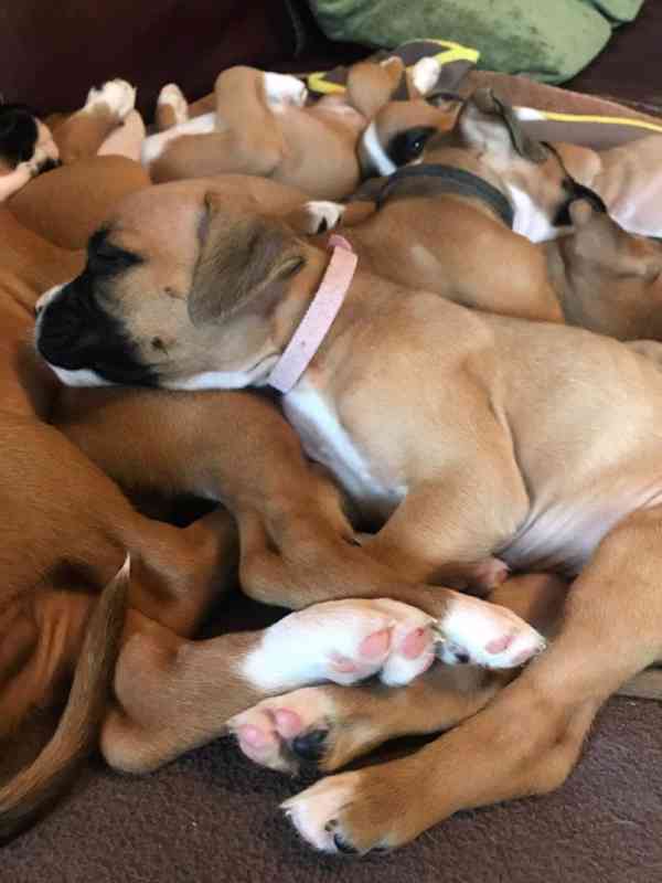 Štěňata boxera - foto 4