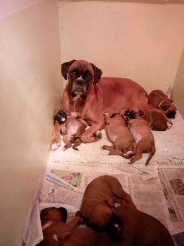 Štěňata boxera - foto 3