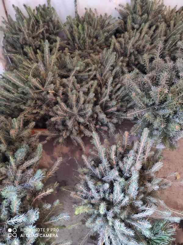 Sazenice jehličnanů  - foto 4