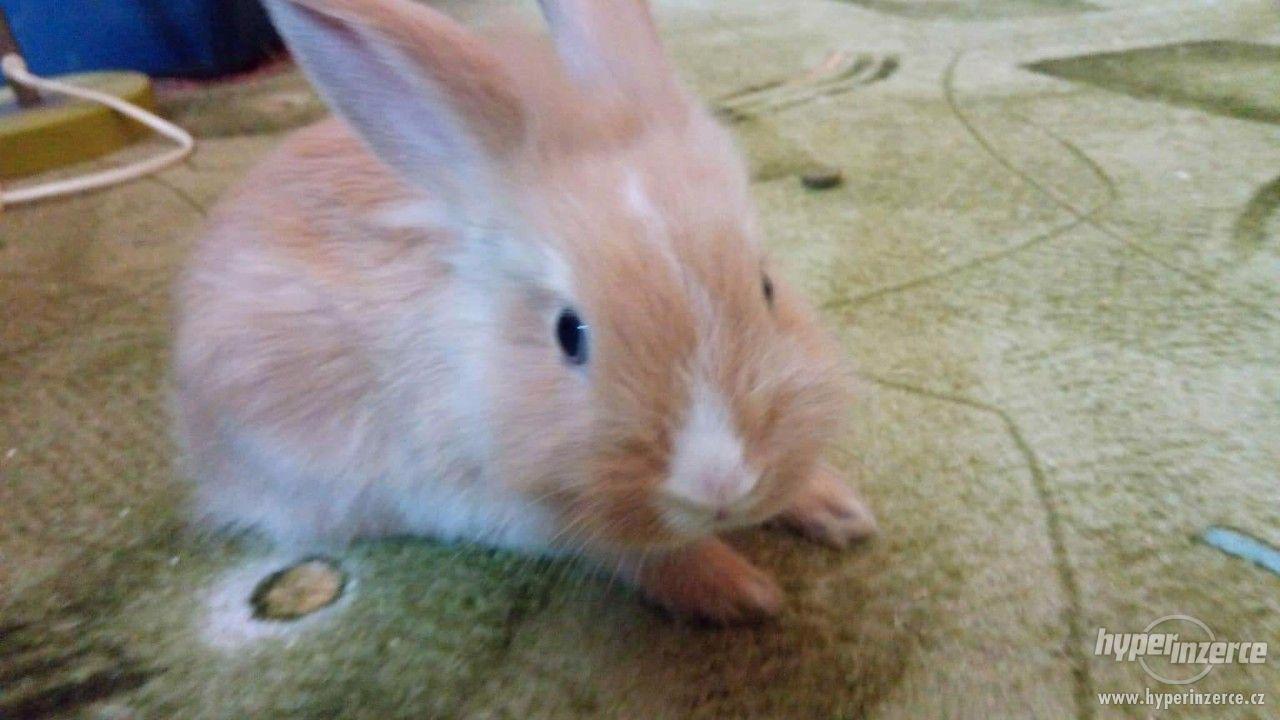 Prodám zakrslé králíky - foto 1