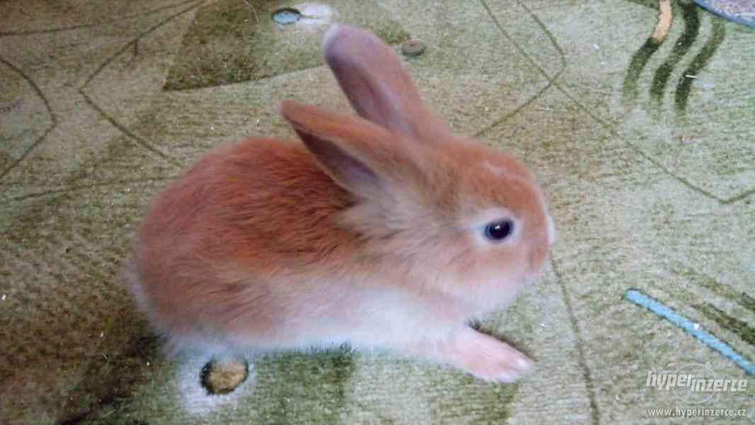 Prodám zakrslé králíky - foto 2