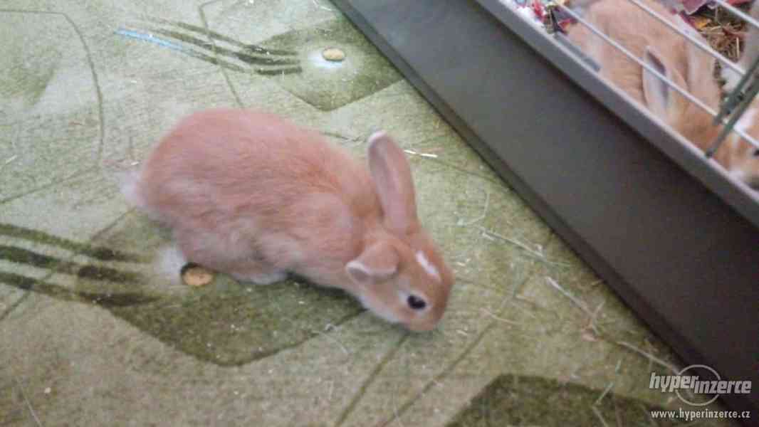 Prodám zakrslé králíky - foto 3