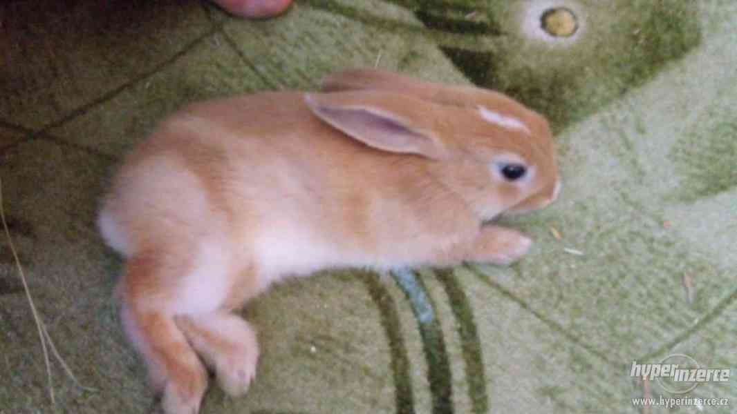 Prodám zakrslé králíky - foto 5