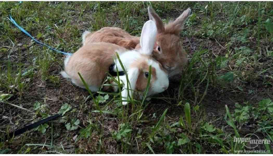 Prodám zakrslé králíky - foto 7